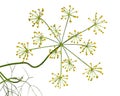 Fennel Dill flower