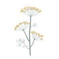 Fennel or dill flower isolated on white. Hand drawn vector illustration. Fragrant seasoning for dishes, medicine plant