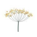 Fennel or dill flower isolated on white. Vector illustration. Fragrant seasoning for dishes. Icon for sticker for