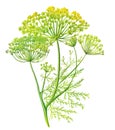 Fennel or dill flowers and leaves, for medical or culinary uses, over white background. Generative AI detailed watercolor