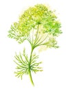 Fennel or dill flowers over watercolor splash background. Generative AI illustration