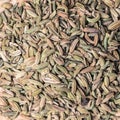 Fennel dill seeds as food background