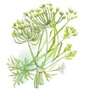 Fennel or dill tops over white background. Generative AI illustration in watercolor style