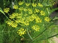 Fennel Flower Close Up Starburst Royalty Free Stock Photo