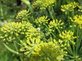 Fennel Flower Close Up Starburst Royalty Free Stock Photo