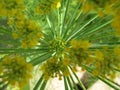 Fennel Flower Close Up Starburst Royalty Free Stock Photo