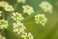 Fennel flower in the field