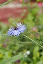 Fennel flower, spinster in the Green, Nigella damascena Royalty Free Stock Photo