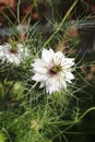 Fennel flower, spinster in the Green, Nigella damascena Royalty Free Stock Photo