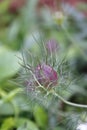 Fennel flower, spinster in the Green, Nigella damascena Royalty Free Stock Photo