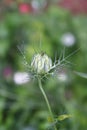 Fennel flower, spinster in the Green, Nigella damascena Royalty Free Stock Photo