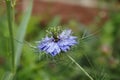 Fennel flower, spinster in the Green, Nigella damascena Royalty Free Stock Photo