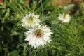 Fennel flower, spinster in the Green, Nigella damascena Royalty Free Stock Photo