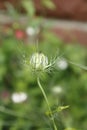 Fennel flower, spinster in the Green, Nigella damascena Royalty Free Stock Photo