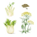 Fennel flowering plant perennial herb with yellow flowers, feathery leaves Royalty Free Stock Photo