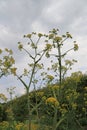 Fennel flowers at RHS Wisley Royalty Free Stock Photo