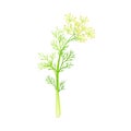 Fennel Flowering Plant with Yellow Flowers on Stem as Medical Herb Vector Illustration