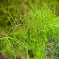 Fennel (Foeniculum).