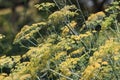 Fennel (Foeniculum vulgare). Best for medium scale or smaller.,Blooming dill garden or smelly (Lat. Royalty Free Stock Photo