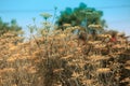 Fennel (Foeniculum vulgare). Best for medium scale or smaller.,Blooming dill garden or smelly (Anethum graveolens Royalty Free Stock Photo