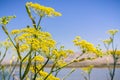 Fennel Foeniculum vulgare blooming wild on the levees of the marshes of San Francisco bay, California