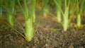 Fennel Foeniculum vulgare bulb harvest stalk green bio leaves field, stemmed fresh harvesting leaf stem grown, garden