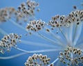 Fennel Foeniculum vulgare Royalty Free Stock Photo