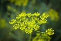 Yellow dill plant. Dill umbrellas. Dill blossom. Close up of blooming