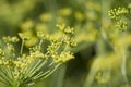 Fennel- foeniculum vulgare