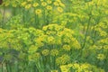 Fennel Foeniculum vulgare Royalty Free Stock Photo