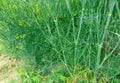 Fennel Foeniculum vulgare