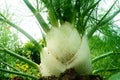 Fennel - Foeniculum vulgare