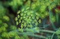 Fennel, foeniculum vulgare, Plant in Vegetable garden in Hawaii Royalty Free Stock Photo