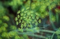 Fennel, foeniculum vulgare, Plant in Vegetable garden in Hawaii