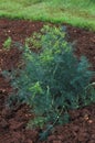 Fennel, foeniculum vulgare, Plant in Vegetable garden in Hawaii Royalty Free Stock Photo