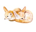 Fennel Fox. African fox. Sleeping fox isolated on white background. Watercolor. Illustration Royalty Free Stock Photo