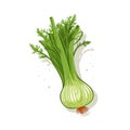 Fennel hand-drawn illustration. Fennel. Vector doodle style cartoon illustration