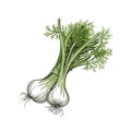 Fennel hand-drawn illustration. Fennel. Vector doodle style cartoon illustration