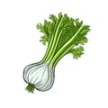 Fennel hand-drawn illustration. Fennel. Vector doodle style cartoon illustration