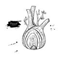 Fennel hand drawn vector illustration. Isolated Vegetable engraved style object with sliced pieces.