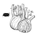 Fennel hand drawn vector illustration. Isolated Vegetable engraved style object with sliced pieces.