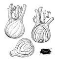 Fennel hand drawn vector illustration. Isolated Vegetable engraved style object with sliced pieces set.