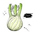 Fennel hand drawn vector illustration. Isolated Vegetable object.