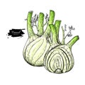 Fennel hand drawn vector illustration. Isolated Vegetable object with sliced pieces.