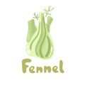 Fennel head, organic food. Healthy and vegan food. Fennel bulb vector food clipart illustration. Cute culinary herb icon