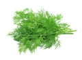 Fennel herbs