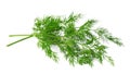 Fennel herbs