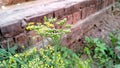 Fennel herbs fennel plant buds stock photo