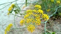 Fennel herbs fennel plant