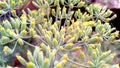 Fennel herbs fennel seeds